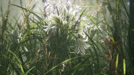 Grass-flower-field-with-soft-sunlight-for-background.